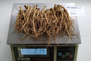 Root weight